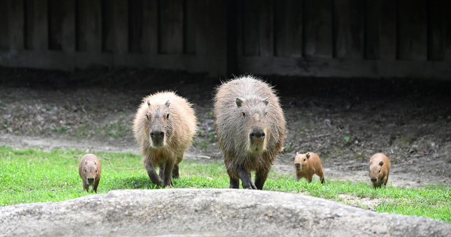 Photos: Baby capybaras born at Metro Richmond Zoo - Vimarsana News