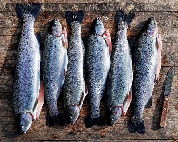 Smoke in Chimneys: trout lined up