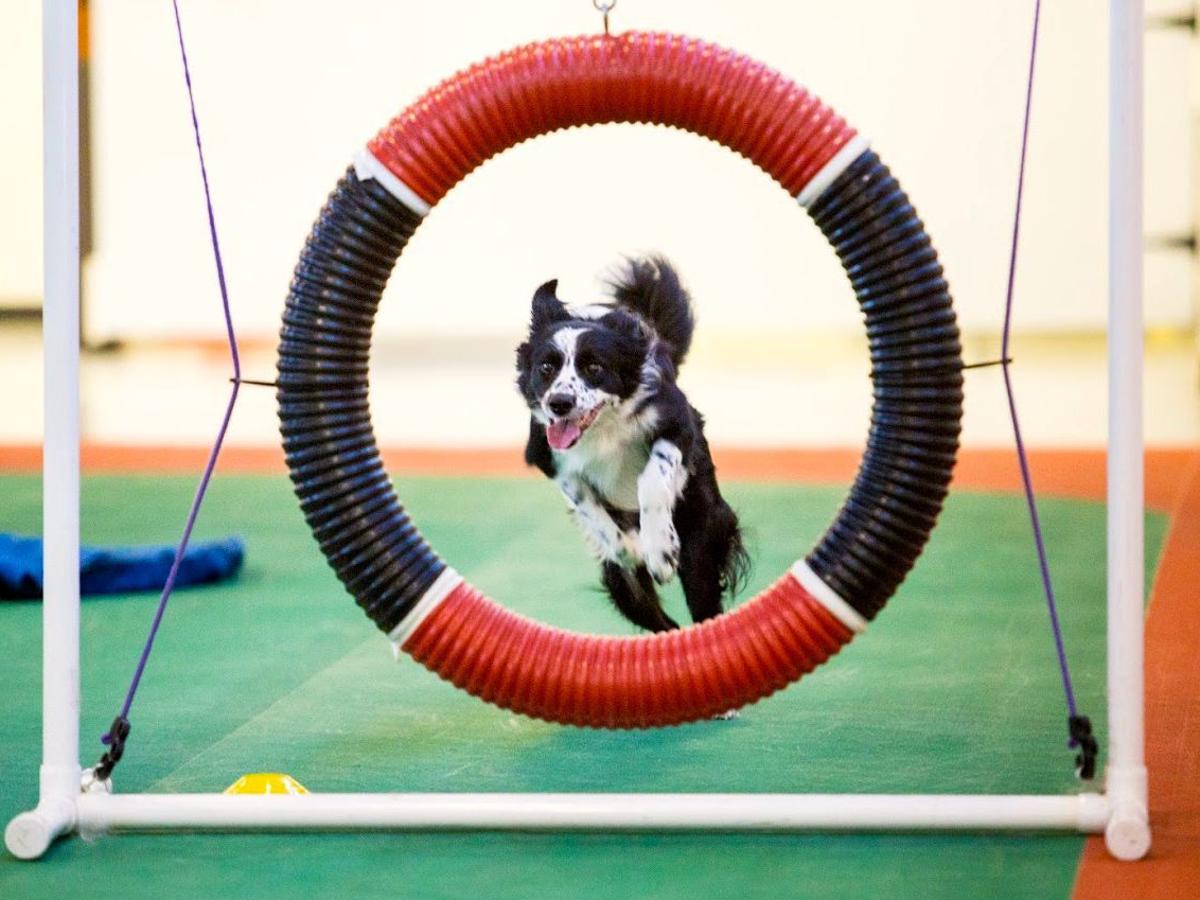 Back To School For The Dogs 14 Classes In Richmond You And Your Furry Friend Can Take Together Entertainment Richmond Com