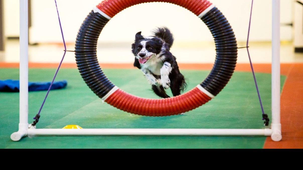 Back To School For The Dogs 14 Classes In Richmond You And Your Furry Friend Can Take Together Entertainment Richmond Com