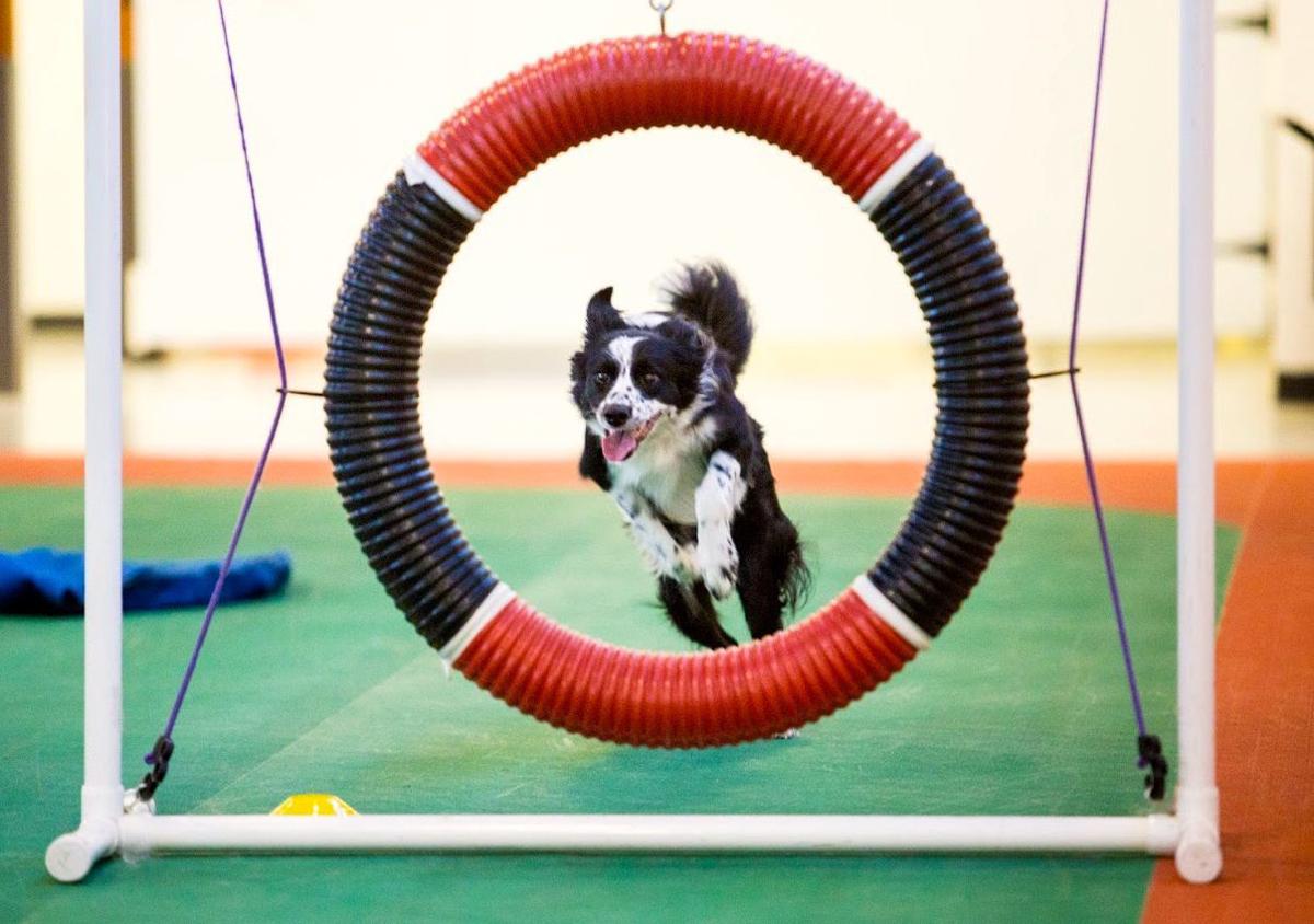 Back To School For The Dogs 14 Classes In Richmond You And Your Furry Friend Can Take Together Entertainment Richmond Com