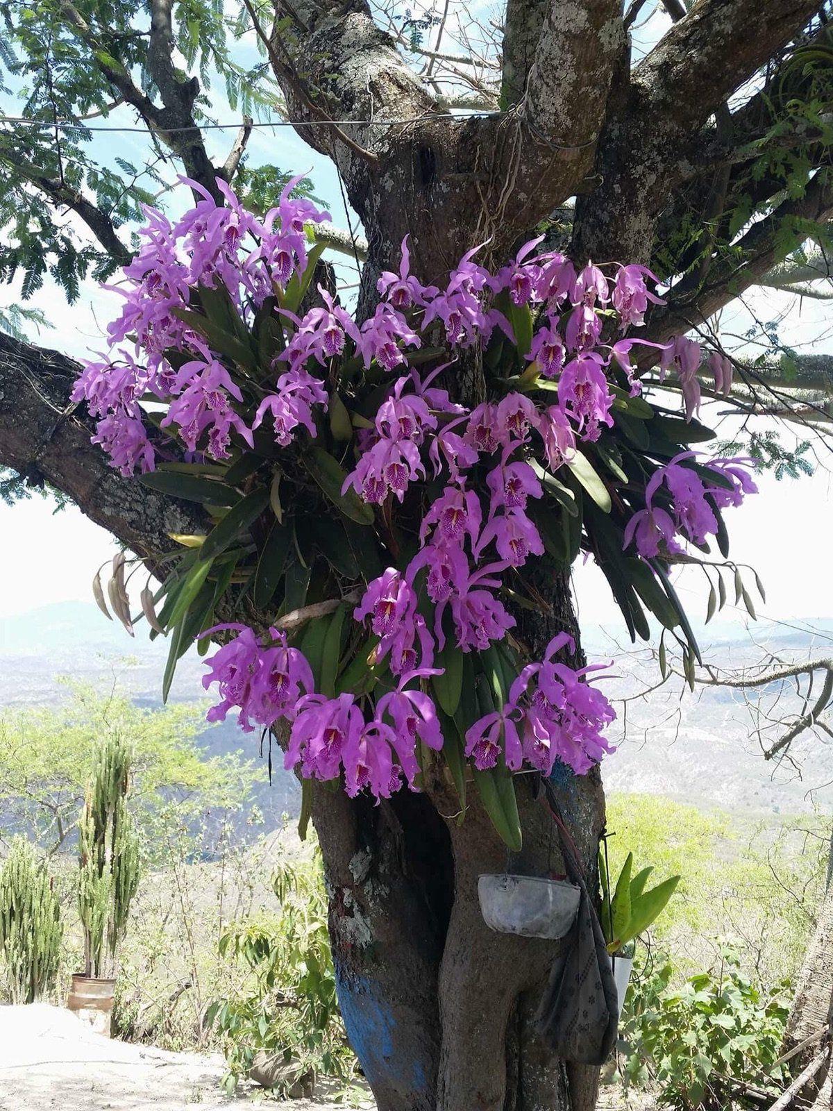 Orchids Ecotourism And Orchid Hunting In Ecuador Richmond Com