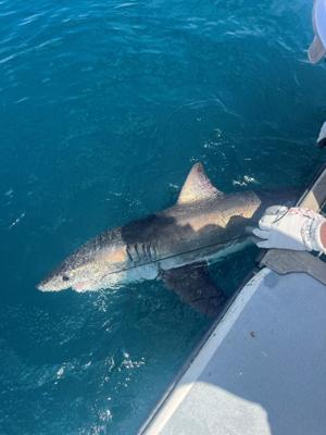SCIENCE-SHARKS/
