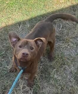SLINKY Sweet Little Low Rider Alert!! What a Face Happy Loves all People and Dogs