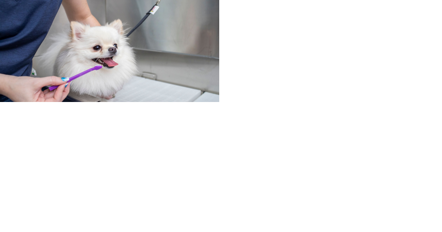 Scenthound, a dog care center, opens in Short Pump - Vimarsana News