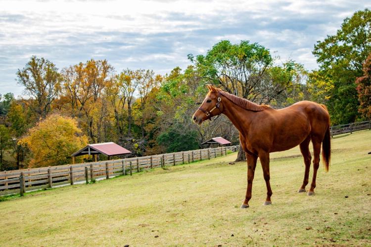 Maymont at 100: Maymont Farm