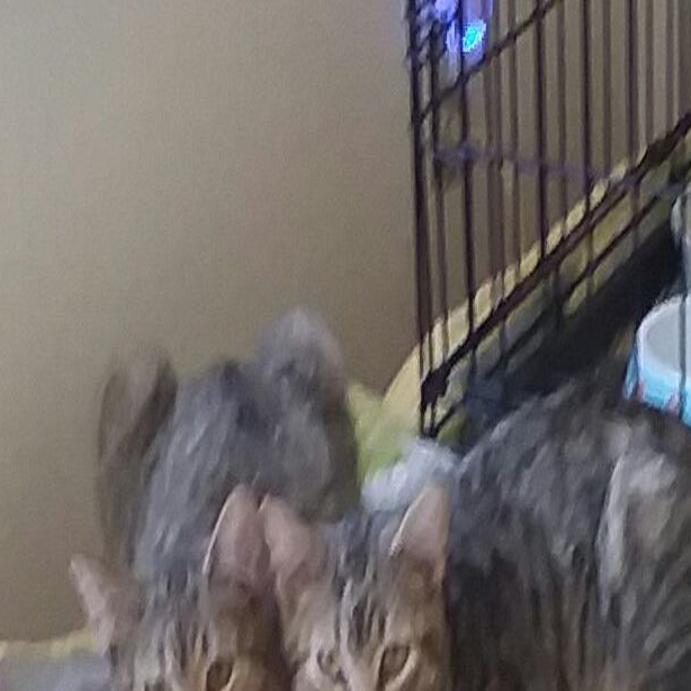 State Vet No Need To Abandon Or Euthanize Your Cats There S No