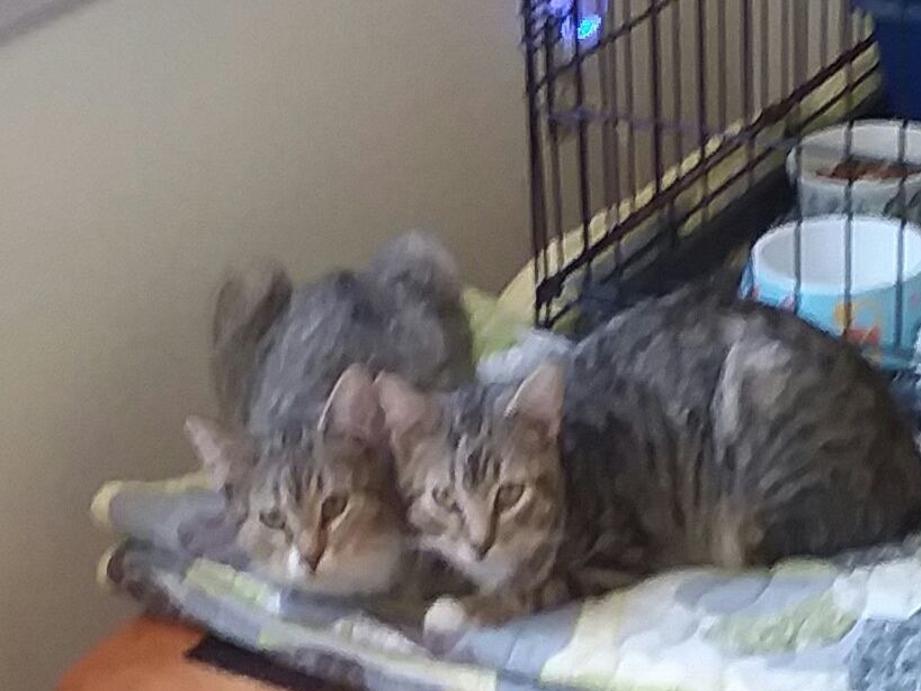 State Vet No Need To Abandon Or Euthanize Your Cats There S No