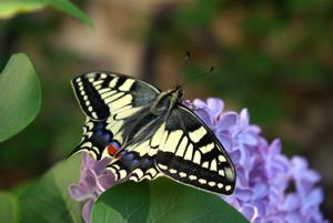 SCIENCE-BUTTERFLY/