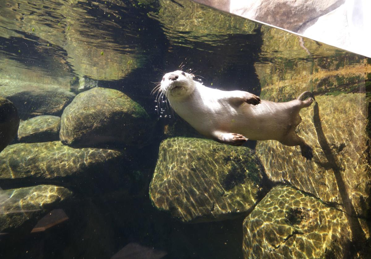Maymont Nature Center Closing Nov 1 For 2 3 Million Renovation Entertainment Richmond Com
