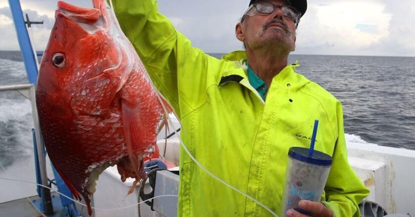 Shark thefts of VA fishermen's catches a growing issue - Vimarsana News