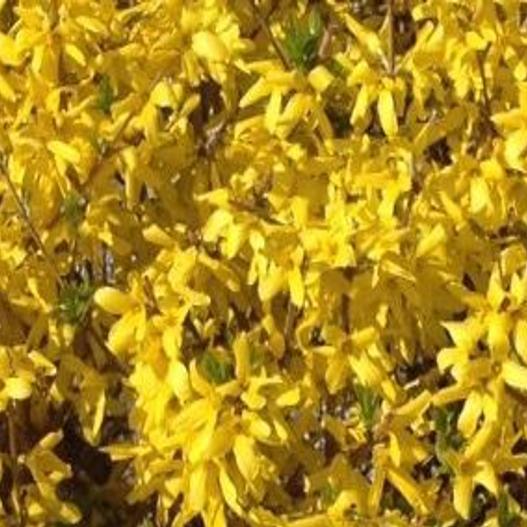 Gardening Q A What S Causing Brown Tips Yellow Spots On Corn Plant Leaves Richmond Com