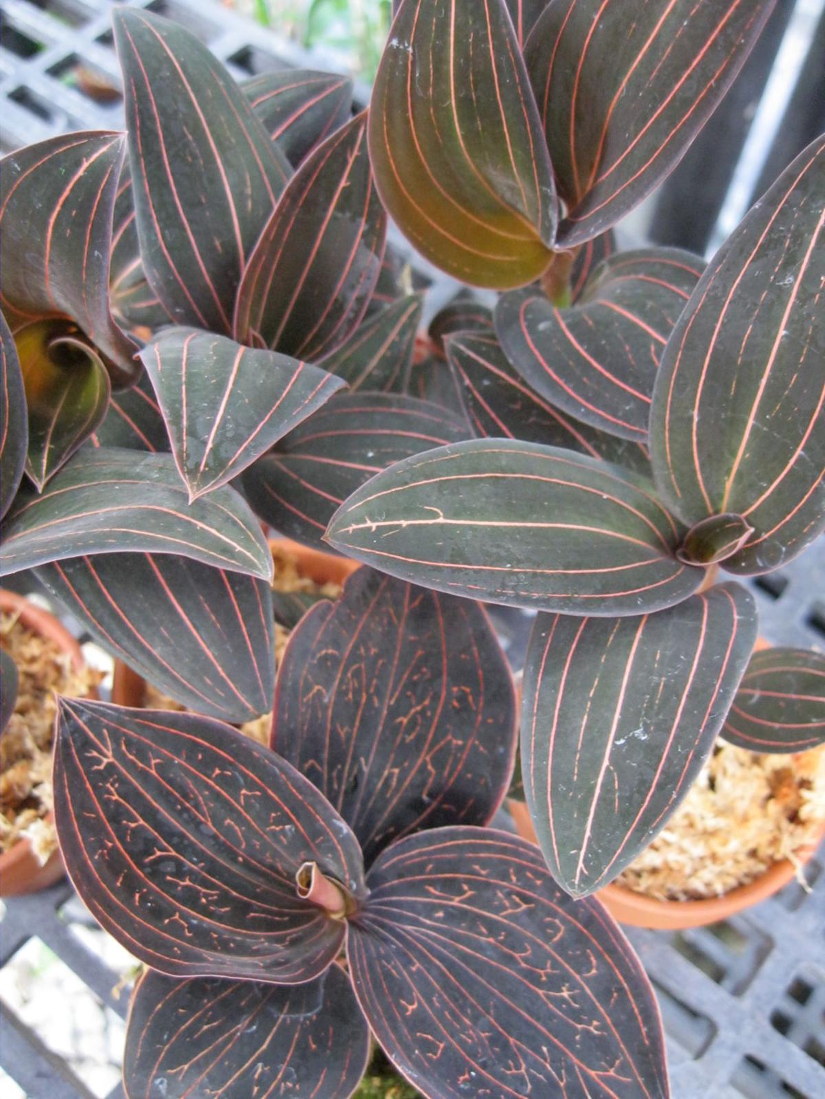 Orchids For yearround beauty, choose plants with attractive foliage