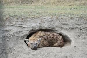 A spotted hyena settles into an abandoned aardvark burrow for a cool midday nap in Ngorongoro Crater.