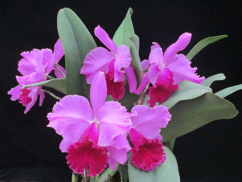 Orchids Betty Ford S Namesake Orchid Richmond Com