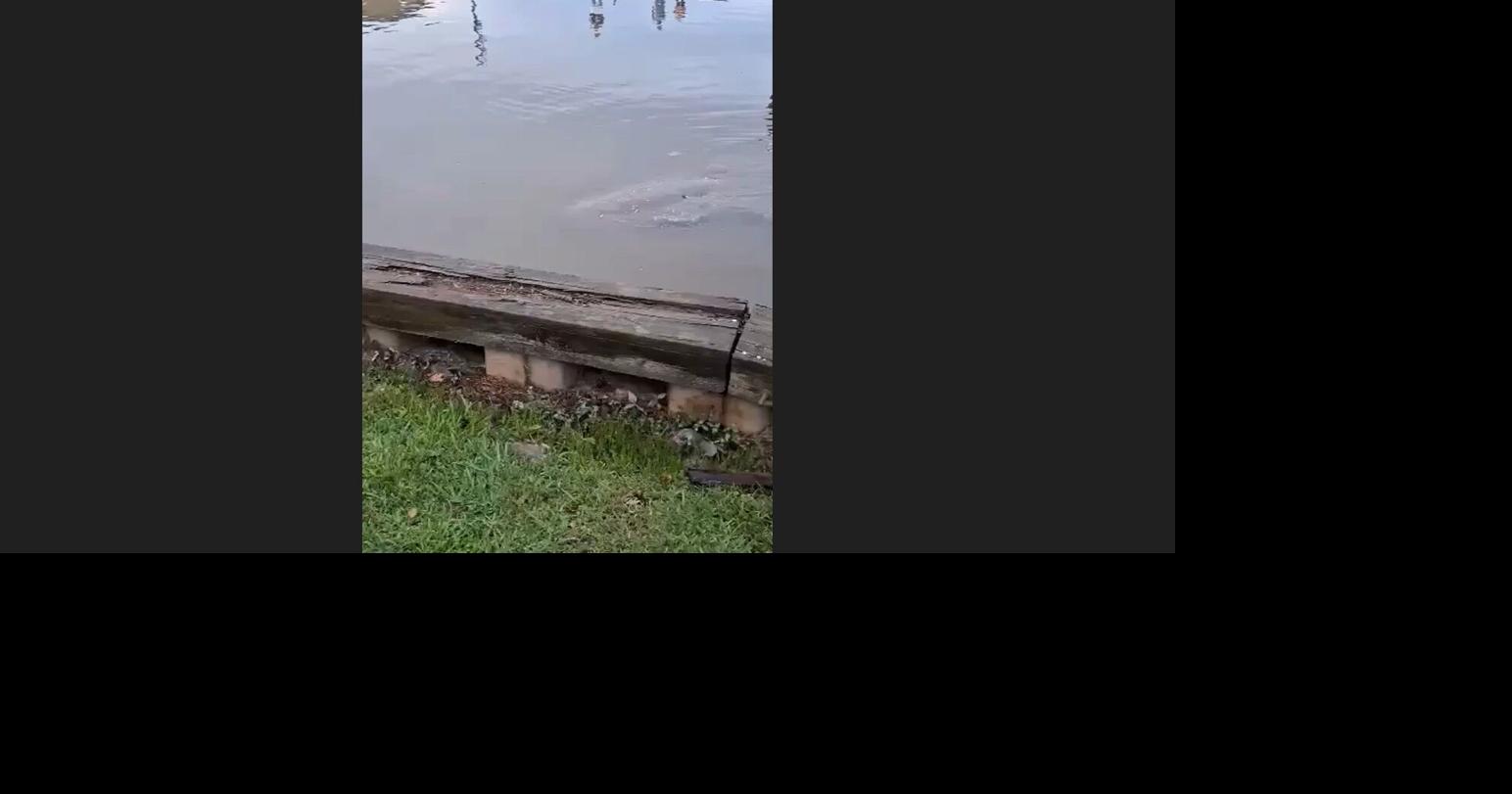 'I thought I'd done hit the lottery': Hopewell woman spots manatee in Appomattox River