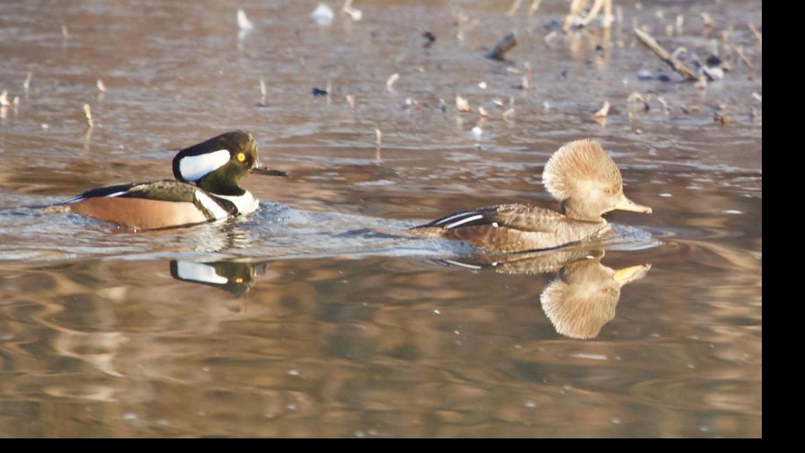 Flyways And Byways Winter Brings Large Flocks Of Ducks To Central