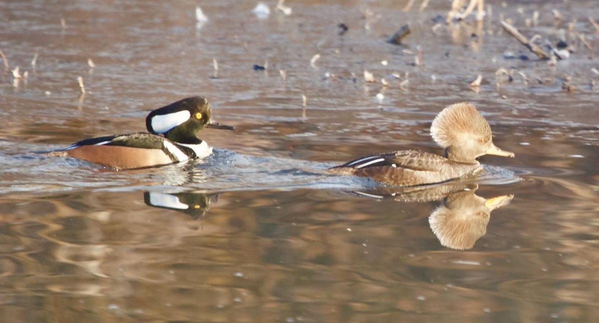 VIRGINIA DUCKS