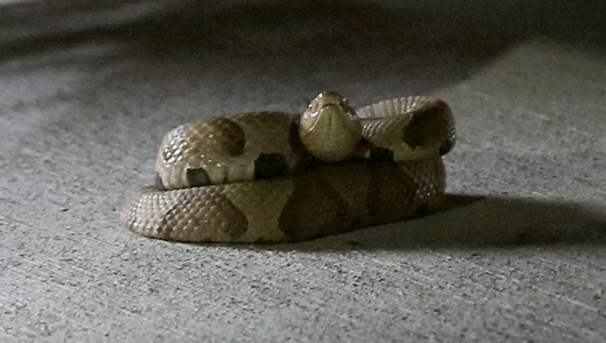 Copperhead snake captured in downtown Richmond parking deck Local
