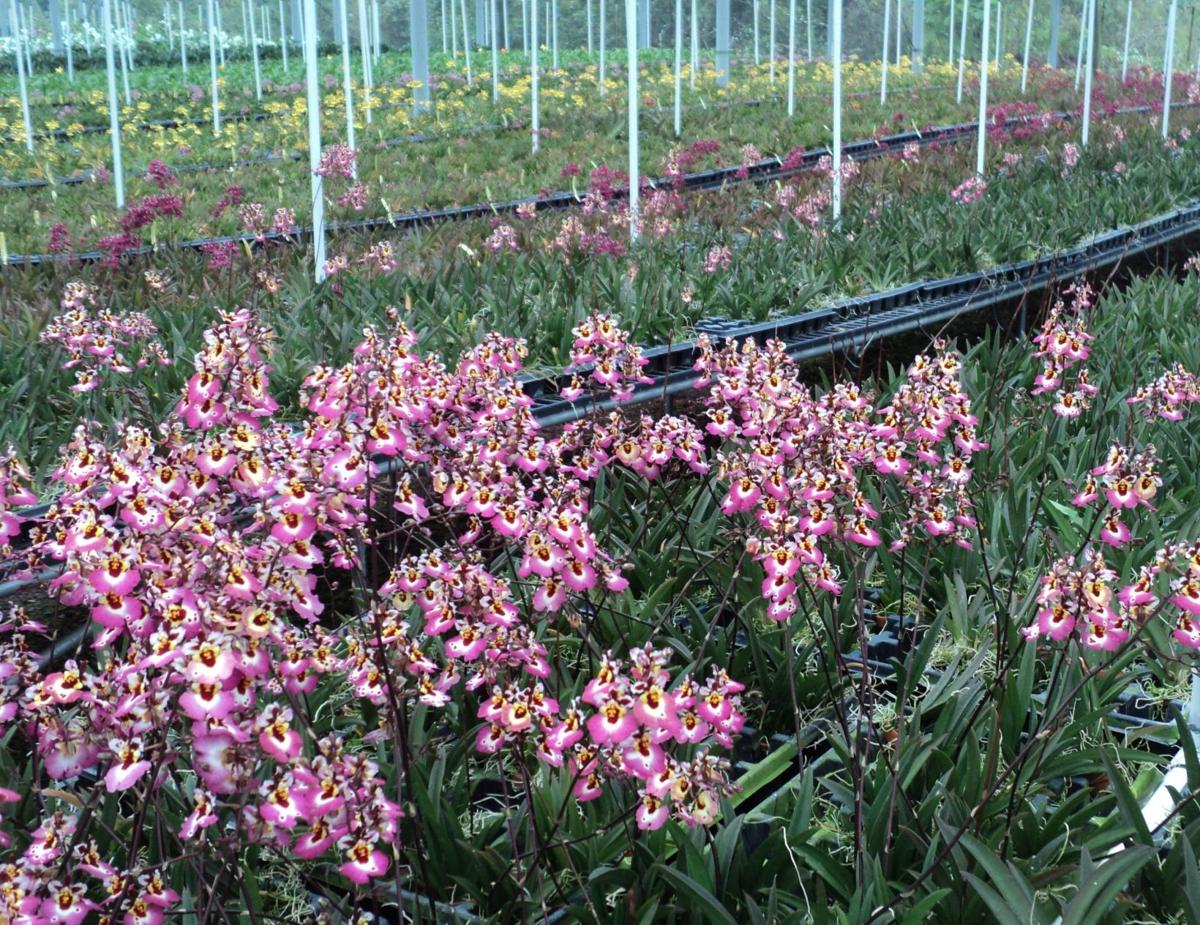 Orchids Hawaiian Farms Buried In Lava Means Trouble In Paradise And Beyond Richmond Com
