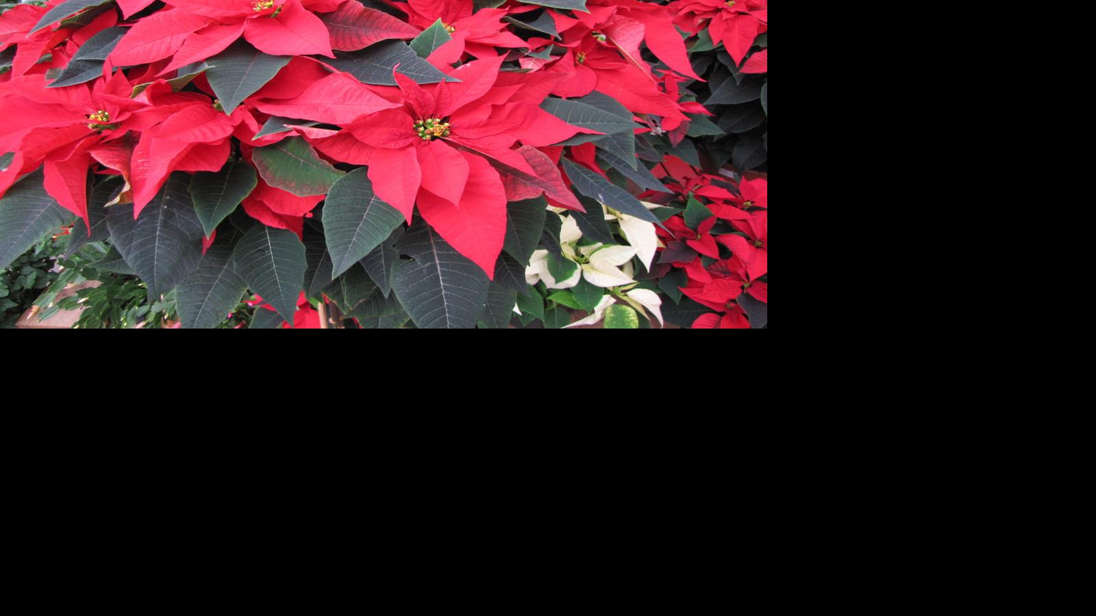 Gardening Q A Are Poinsettias Poisonous Richmond Com