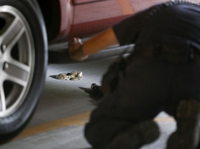 Copperhead snake captured in downtown Richmond parking deck