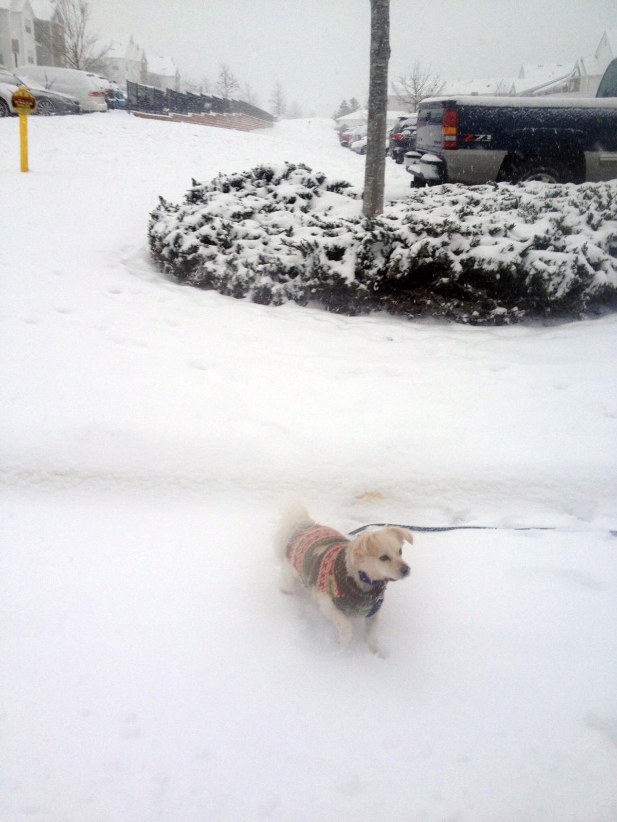 PHOTOS Snow shots from our readers Weather