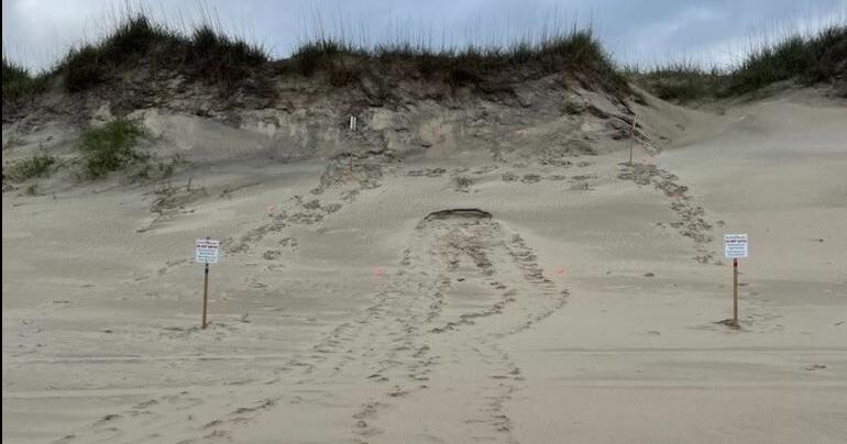 First sea turtle nest of the season found in Outer Banks - Vimarsana News