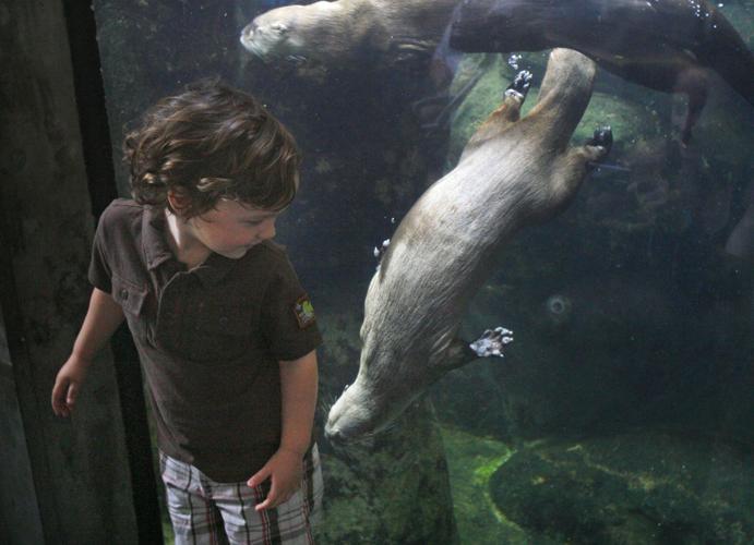 Pandora the otter dies at Maymont