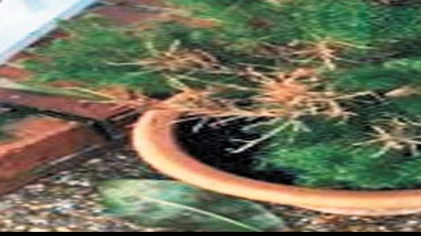 Nunnally Treating Damage To Dwarf Alberta Spruce Richmond Com