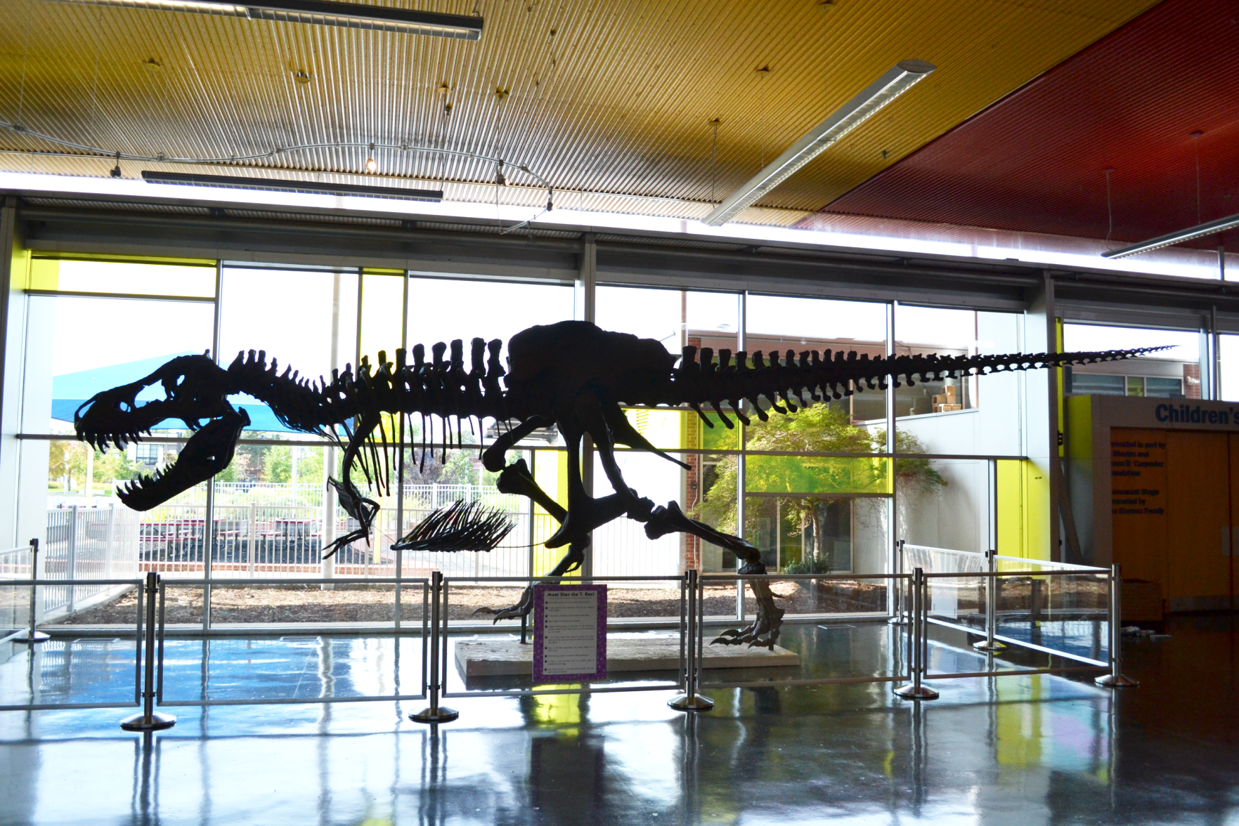 Stan the T. Rex on view at Children's Museum of Richmond