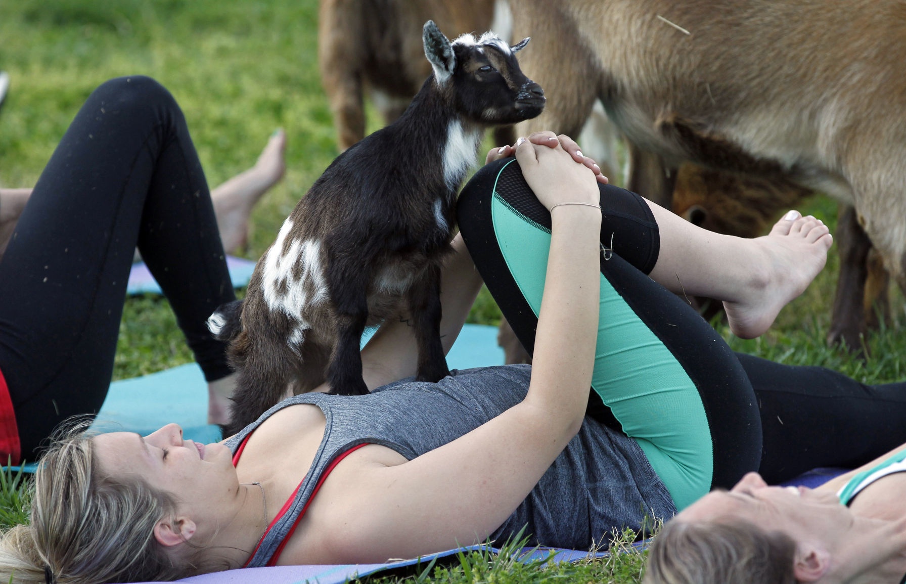 Lainey Morse The Little Book of Goat Yoga: Poses and Wisdom to India | Ubuy