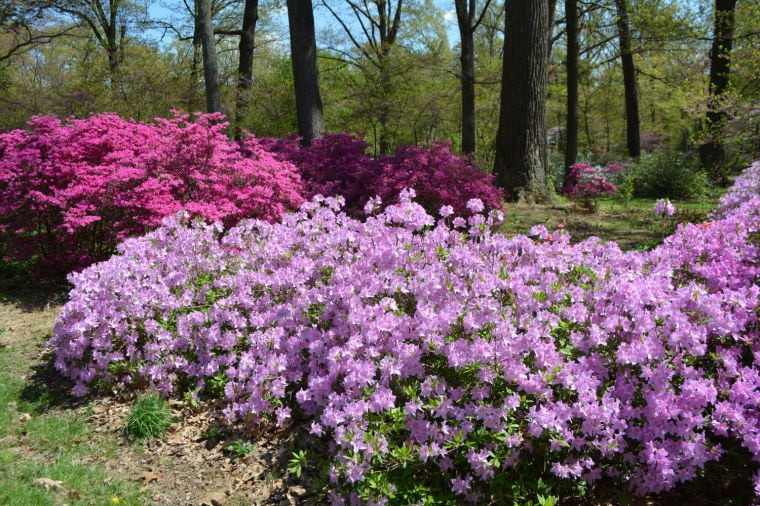 PHOTOS: Azalea Garden at Bryan Park | Entertainment | richmond.com
