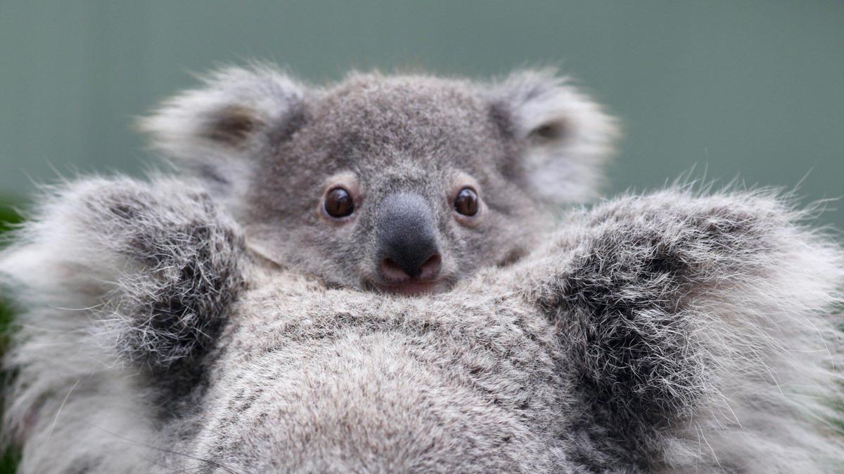 10 Interesting facts about koalas