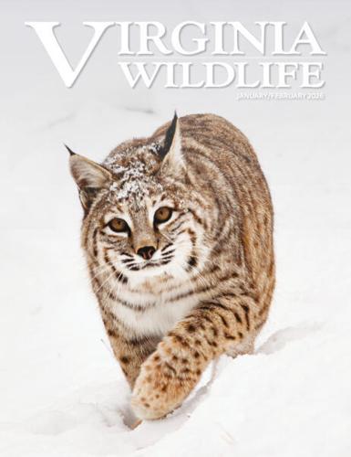 A Cute Fox Kit Scores a Cover for Anne Bryant