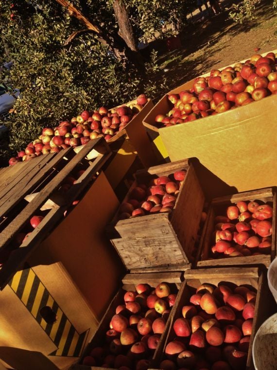 Top 5 Apple Picking Spots for Richmonders Recreation