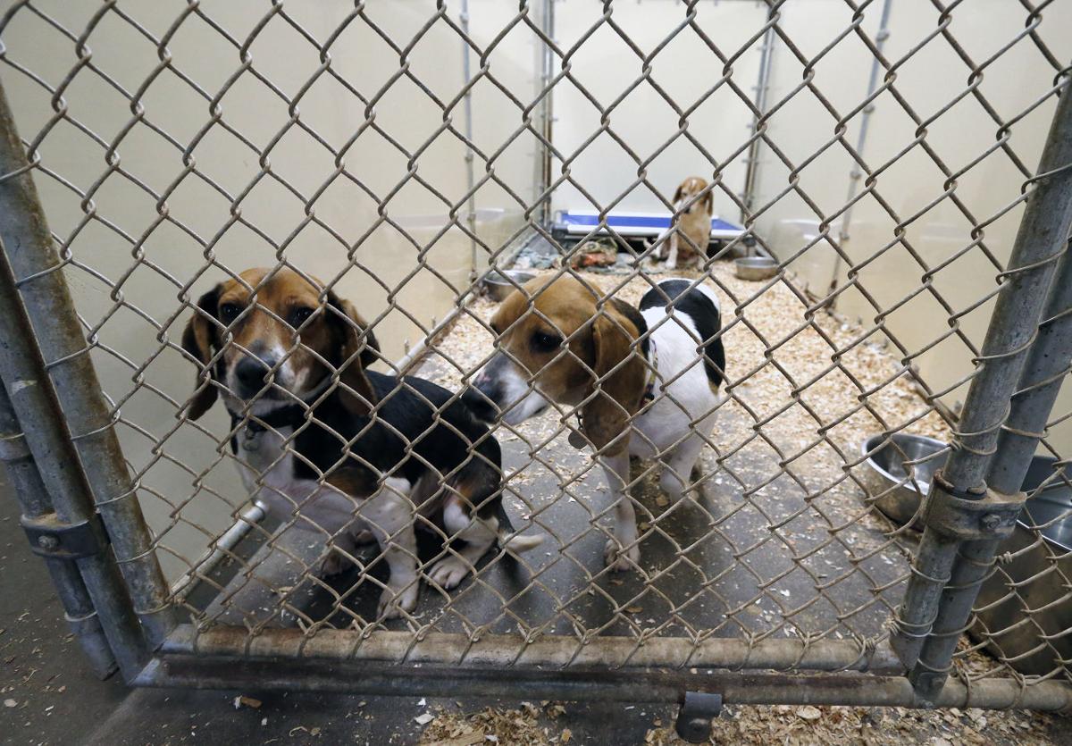 Animal shelter in Ashland wins $150,000 renovation | Local ...