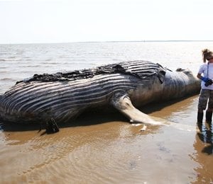 Humpback Whale Washes Ashore in  River, Baffling Scientists