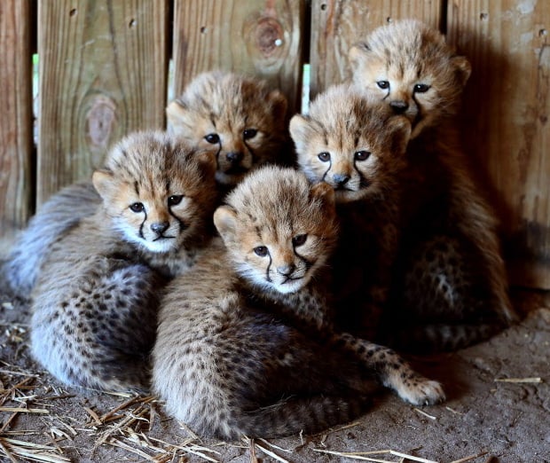 Cheetah Cam features Metro Richmond Zoo cubs - Richmond.com ...