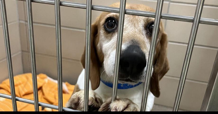 Shelters, rescue groups helping find homes for 4,000 beagles from Virginia breeder mill | Govt-and-politics