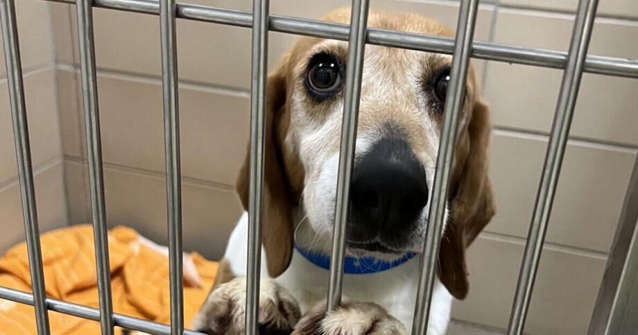 Shelters, rescue groups helping find homes for 4,000 beagles from Virginia breeder mill | Govt-and-politics