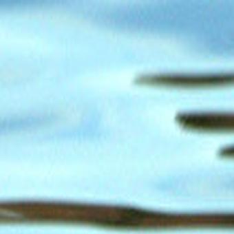 Flyways And Byways Winter Is A Great Time To Find Waterfowl