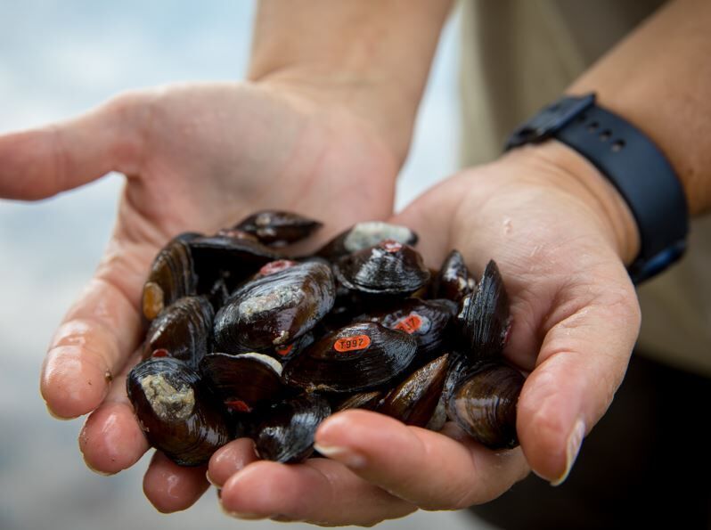 DYK that shellfish serve as ideal indicators of chemical pollution? - NCCOS  Coastal Science Website