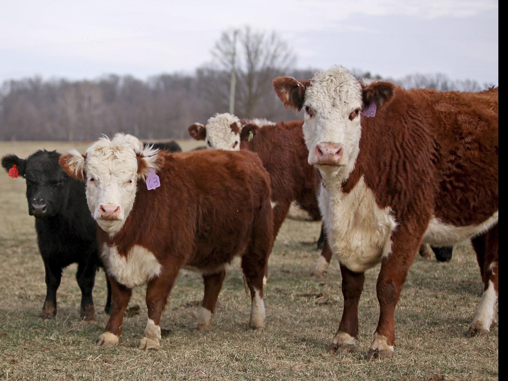 Rockingham County Family Raises Miniature Cows Virginia Richmond Com
