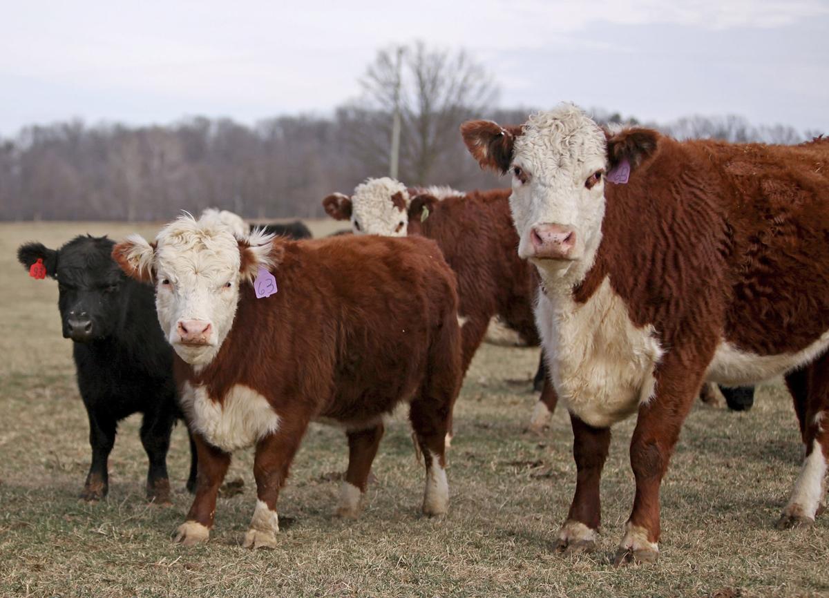Rockingham County family raises miniature cows | Virginia | richmond.com