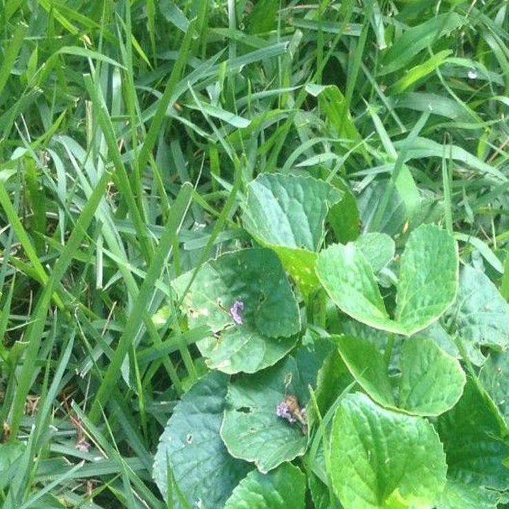Gardening Q A Managing Stubborn Violet Weeds Richmond Com