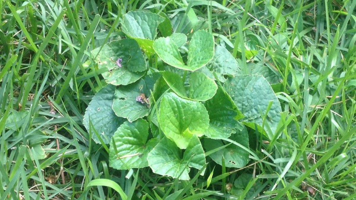 Gardening Q A Managing Stubborn Violet Weeds Richmond Com