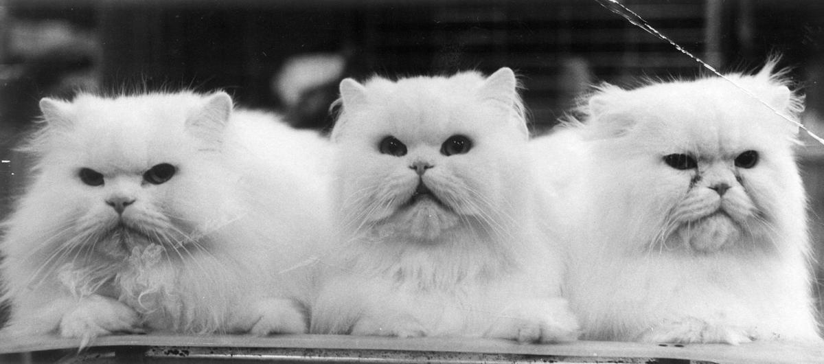 Cats Of The Rtd Archives From The Archives Richmond Com