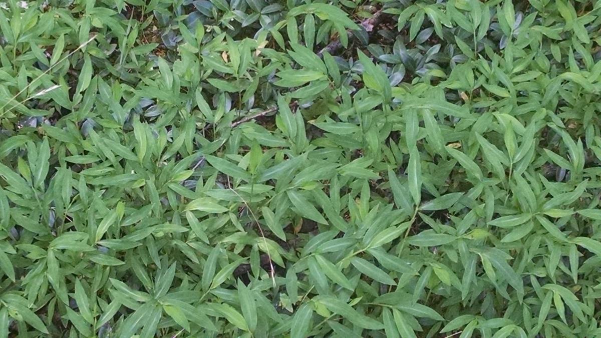 Gardening Q A Dividing Daisies Getting Rid Of Japanese Stiltgrass Hanging Bat Houses Richmond Com