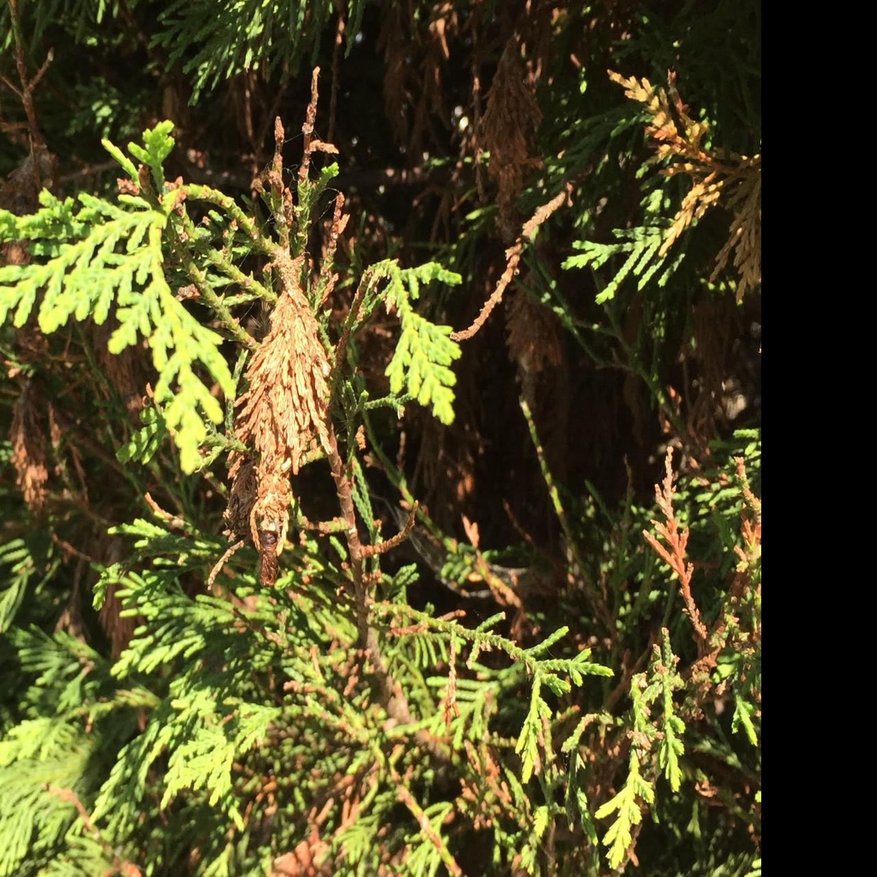 Gardening Q A Preventing Bagworms Without Harming Trees